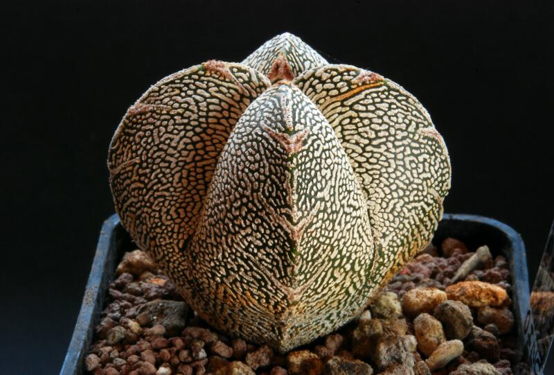 Astrophytum myriostigma cv. onzuka v type 