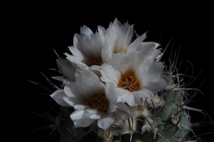 Turbinicarpus hoferi 