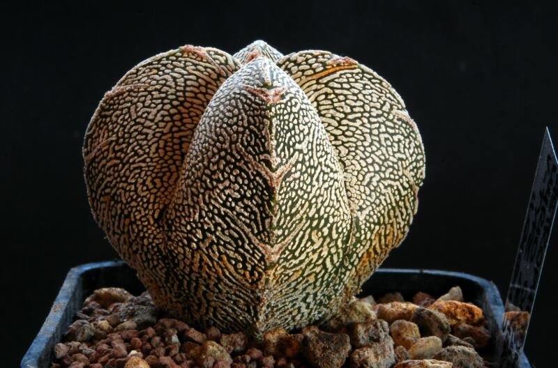 Astrophytum myriostigma cv. onzuka v type 