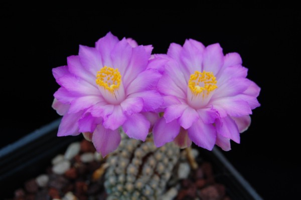 Mammillaria theresae 