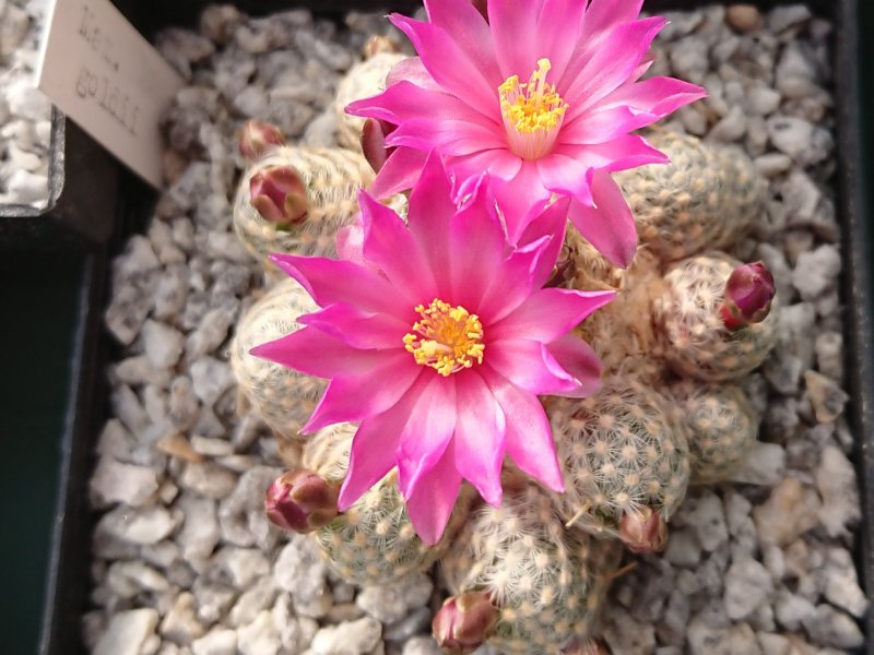 Mammillaria goldii  