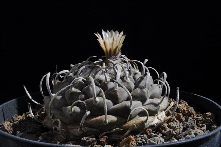 Turbinicarpus schmiedickeanus ssp. klinkerianus cv. lilinkeuiduus 