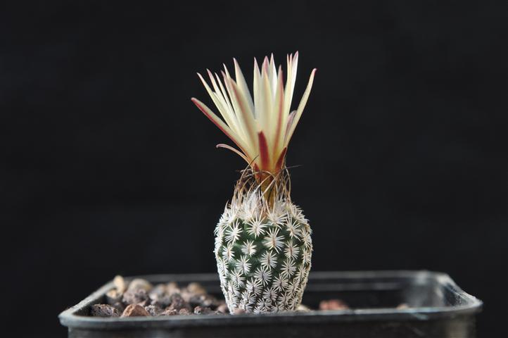 Turbinicarpus sphacelatus 