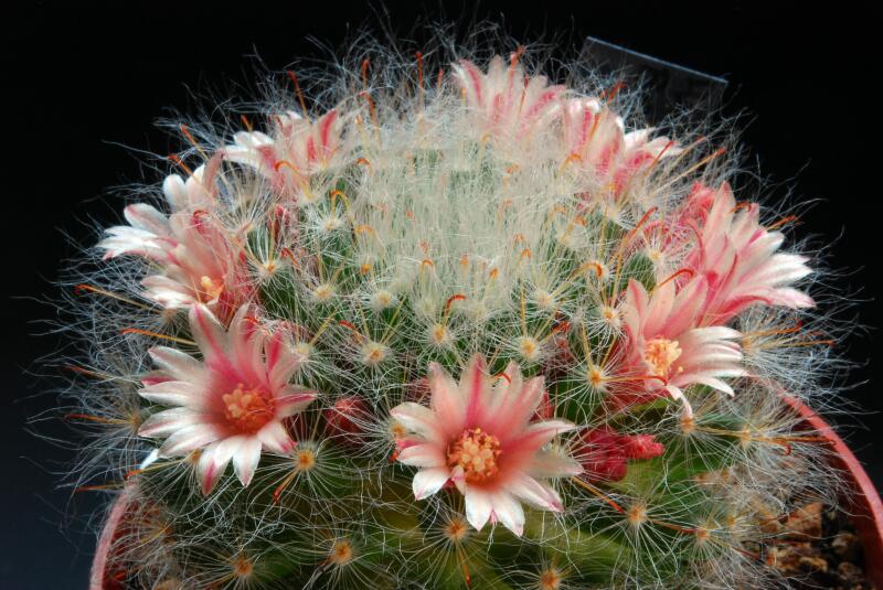 Mammillaria bocasana 