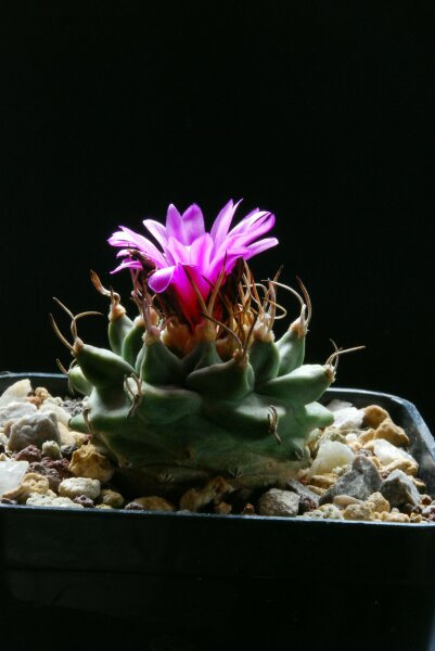 Turbinicarpus alonsoi 