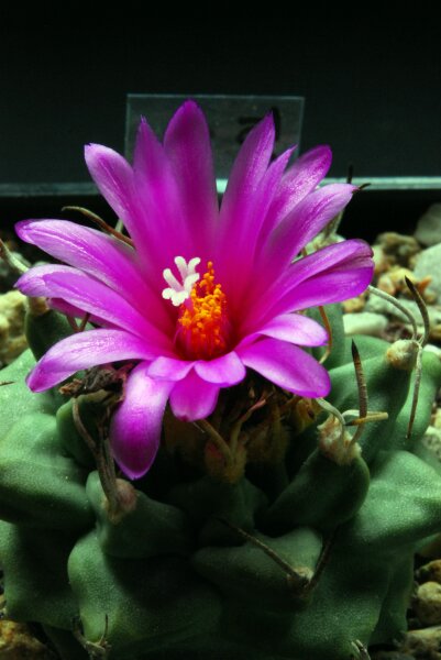 Turbinicarpus alonsoi 