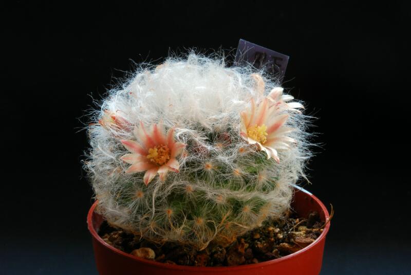 Mammillaria bocasana 