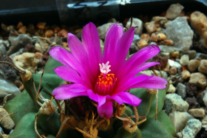 Turbinicarpus alonsoi 