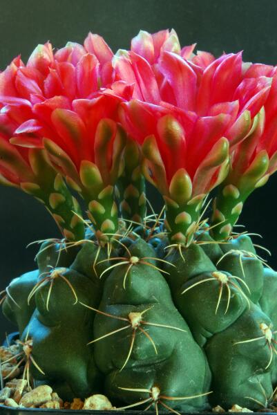 Gymnocalycium baldianum 