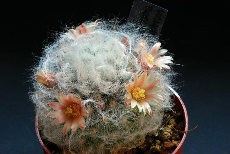 Mammillaria bocasana 