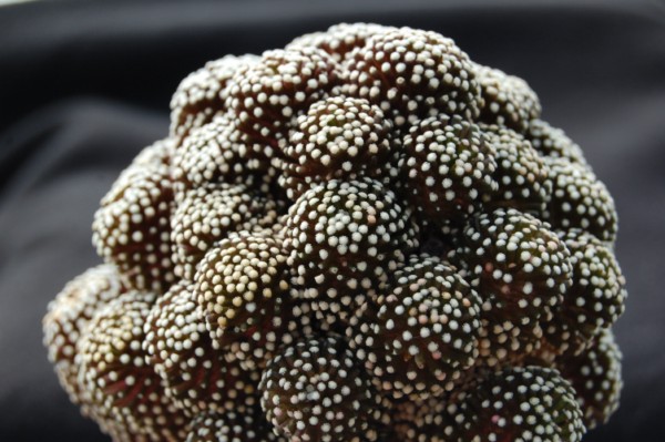 Mammillaria luethyi 