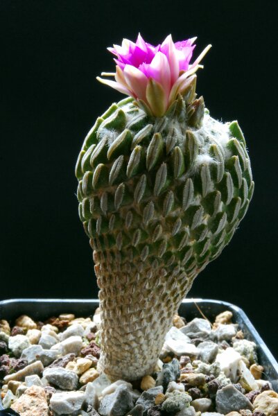 Pelecyphora aselliformis 