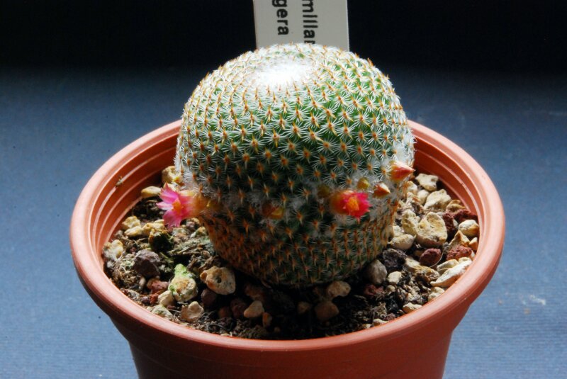 Mammillaria crucigera 