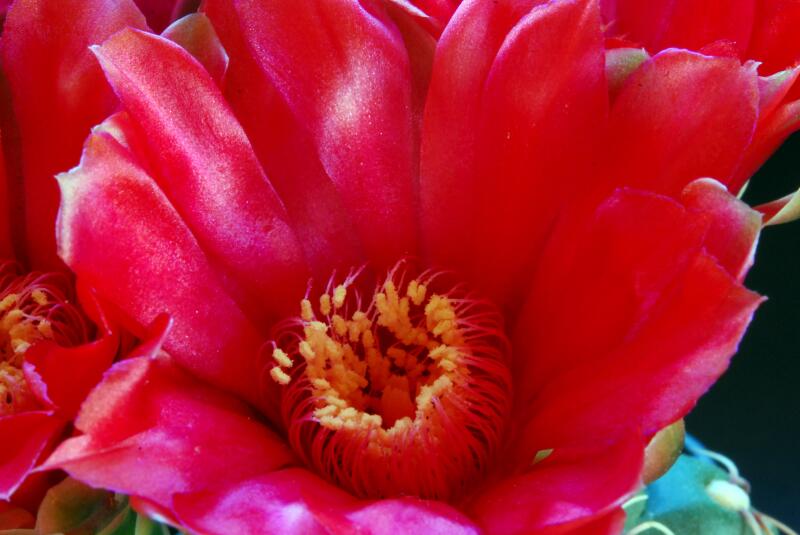 Gymnocalycium baldianum 