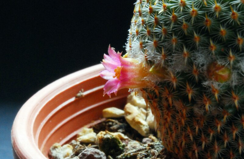 Mammillaria crucigera 