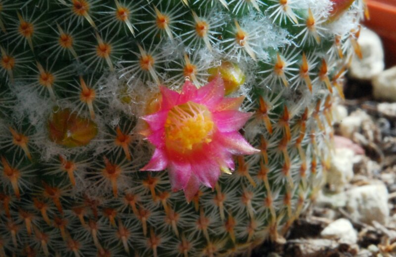 Mammillaria crucigera 