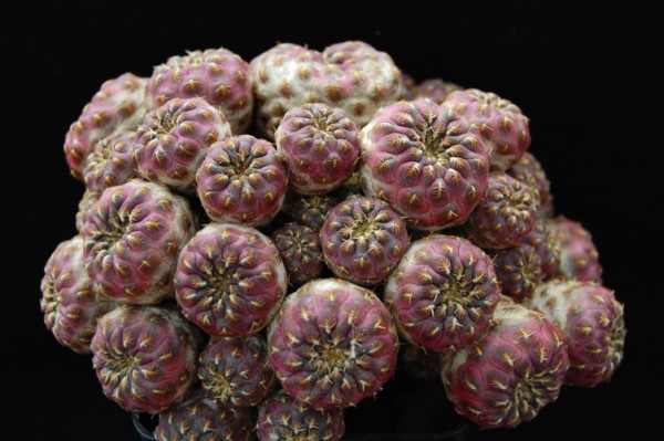 Sulcorebutia rauschii cv. gold 