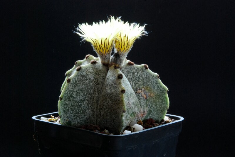 Astrophytum myriostigma 