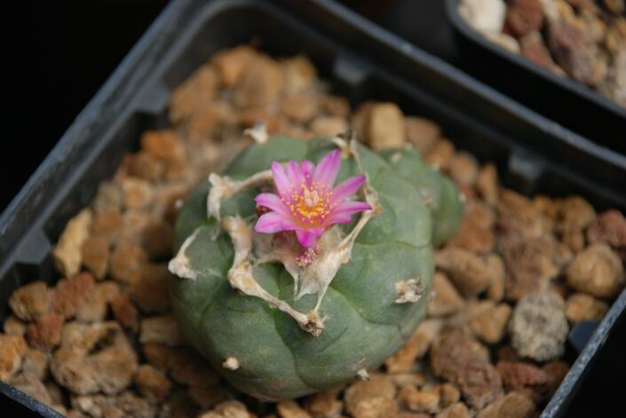 Lophophora fricii 