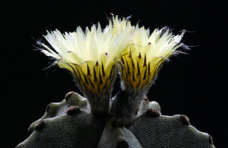 Astrophytum myriostigma 