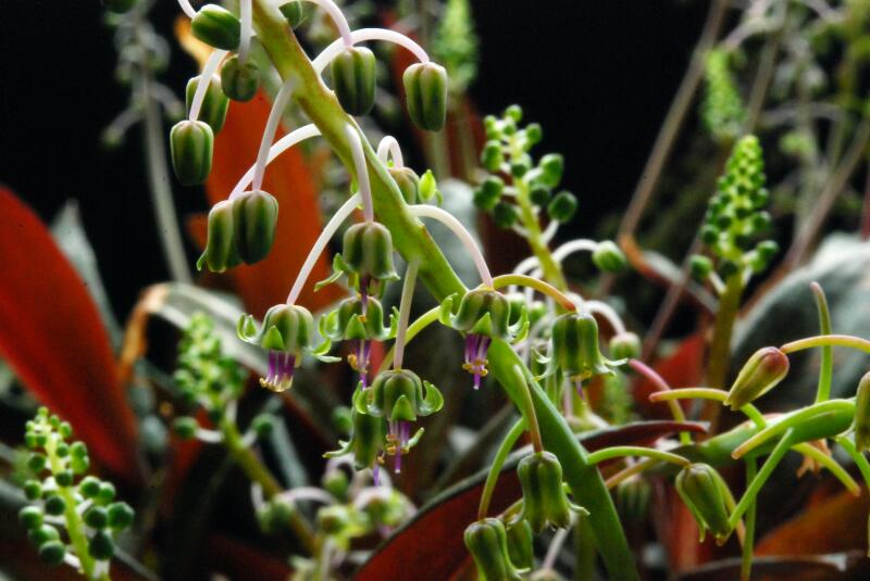 Scilla violacea 