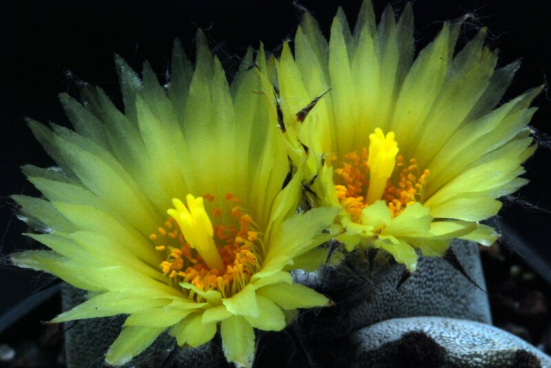 Astrophytum myriostigma 