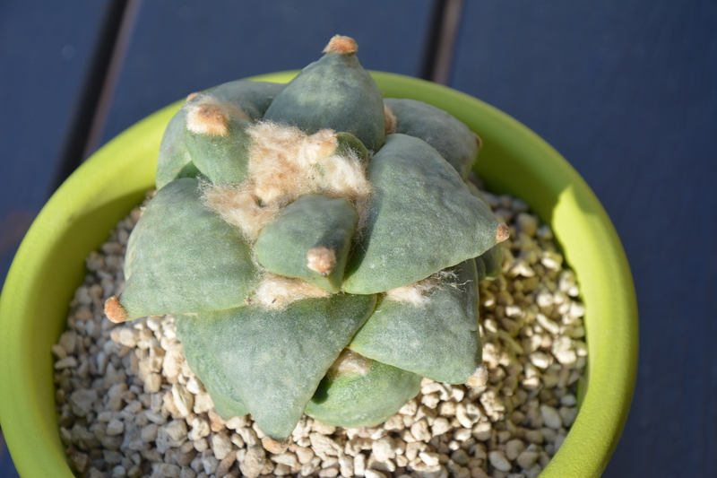 ariocarpus retusus cv. frumdosus