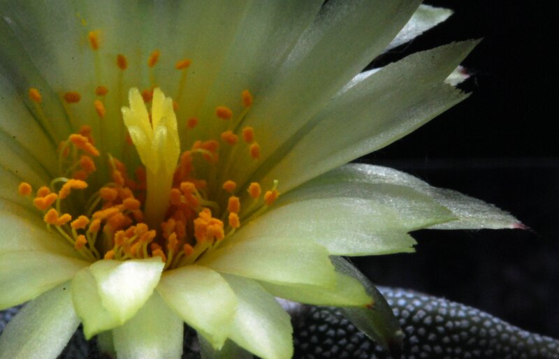 Astrophytum myriostigma 