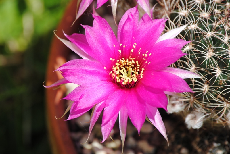 Lobivia arachnacantha 