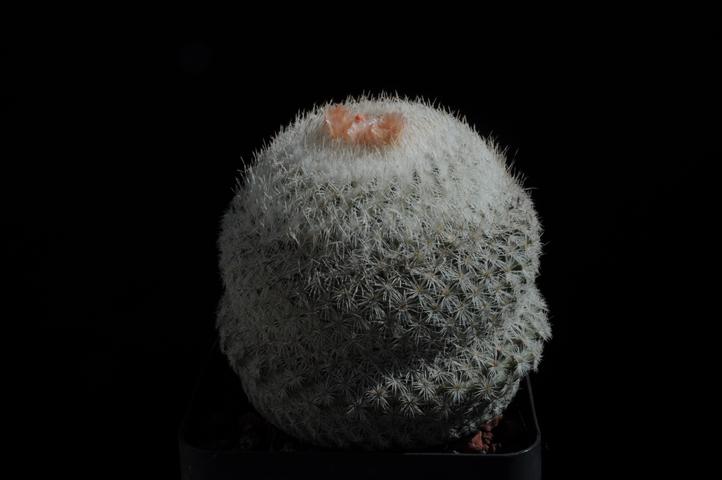 epithelantha fungifera