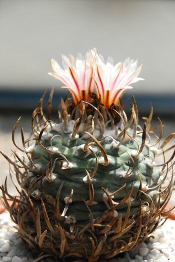 Turbinicarpus schwarzii 