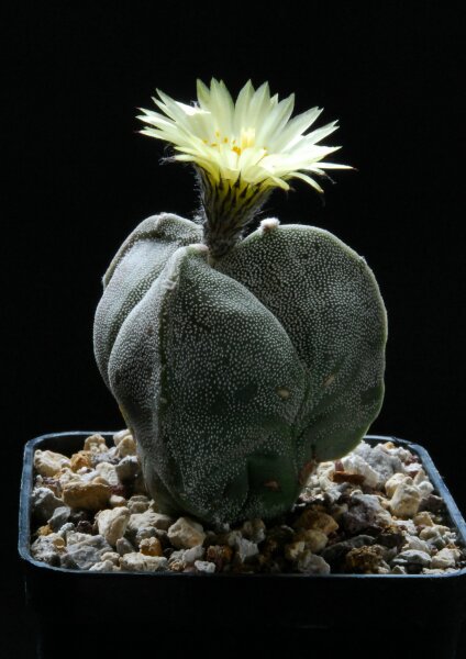 Astrophytum myriostigma f. tricostatum 