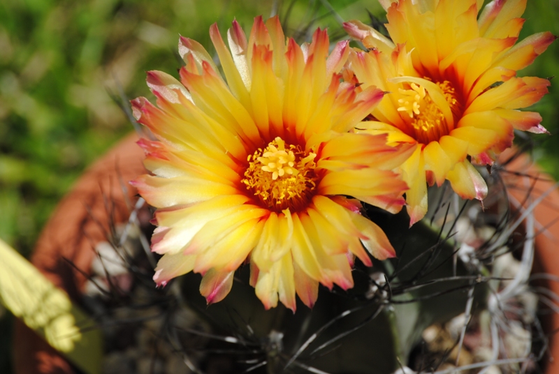 Astrophytum capricorne 