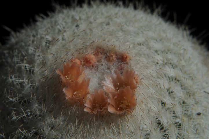 Epithelantha fungifera 