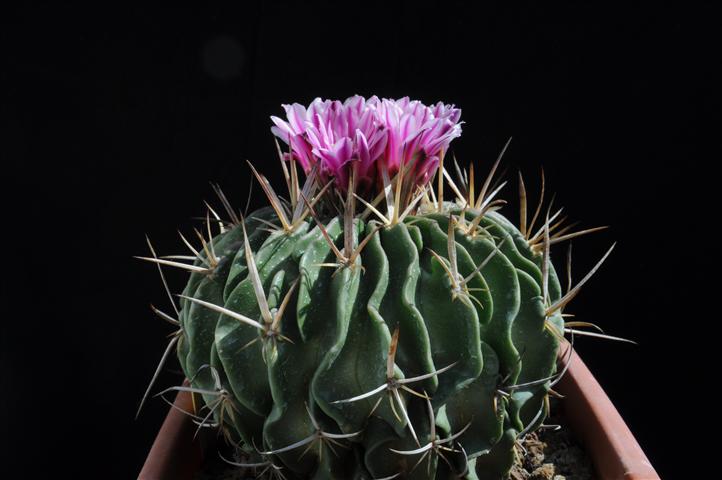 Stenocactus  