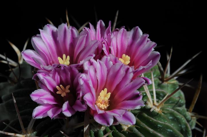 Stenocactus  