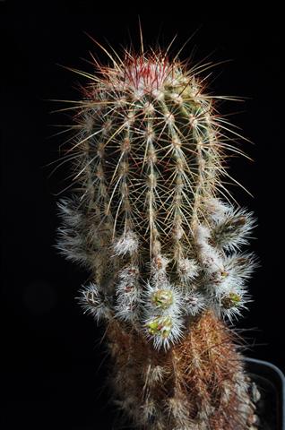 Echinocereus  viridiflorus 