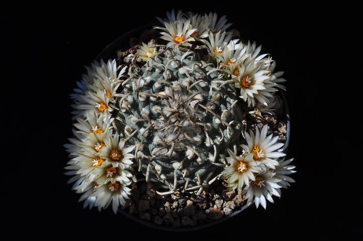 Turbinicarpus schmiedickeanus ssp. klinkerianus 