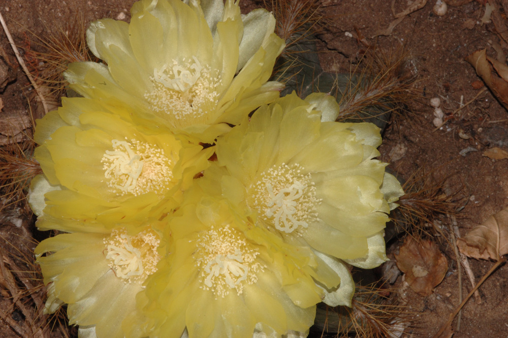 Notocactus magnificus 