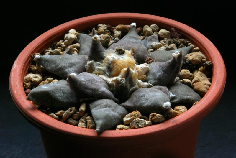 Ariocarpus furfuraceus 