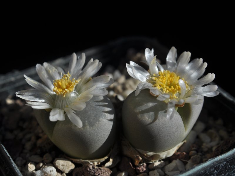 Lithops optica C81