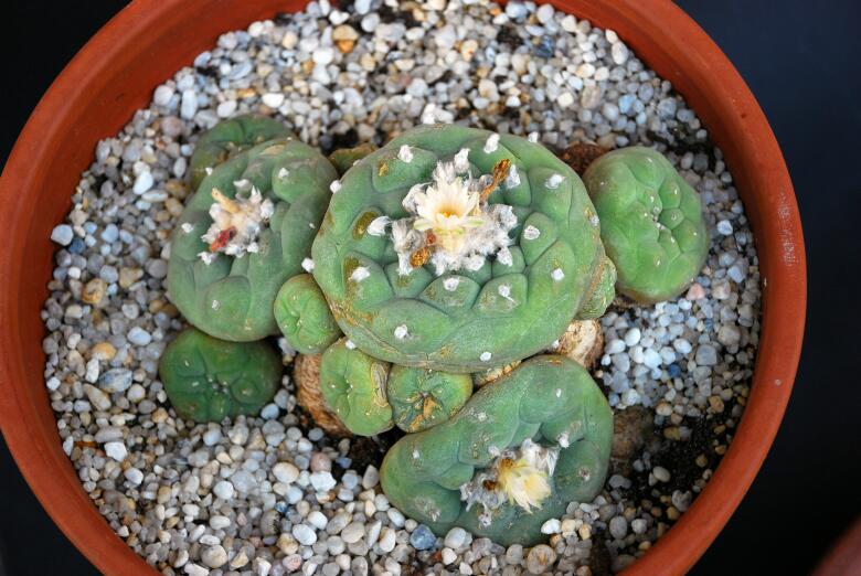 Lophophora diffusa 