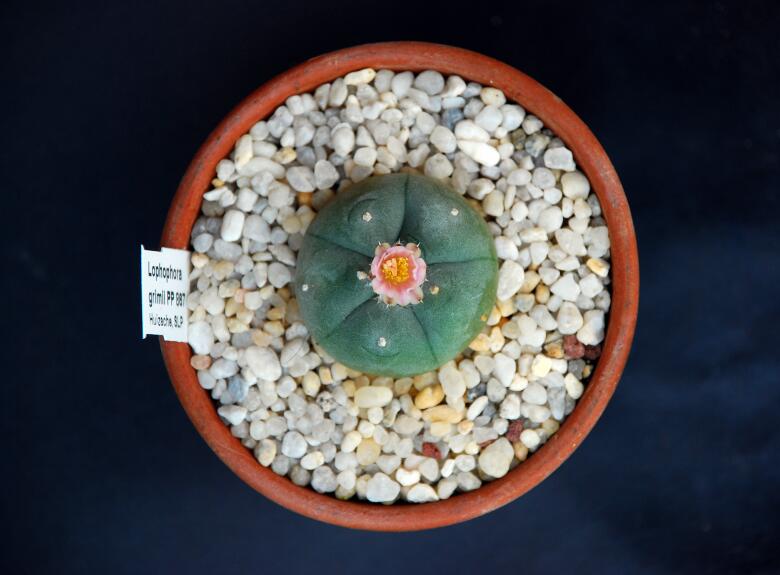 Lophophora williamsii 