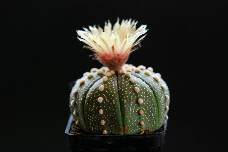 Astrophytum asterias 