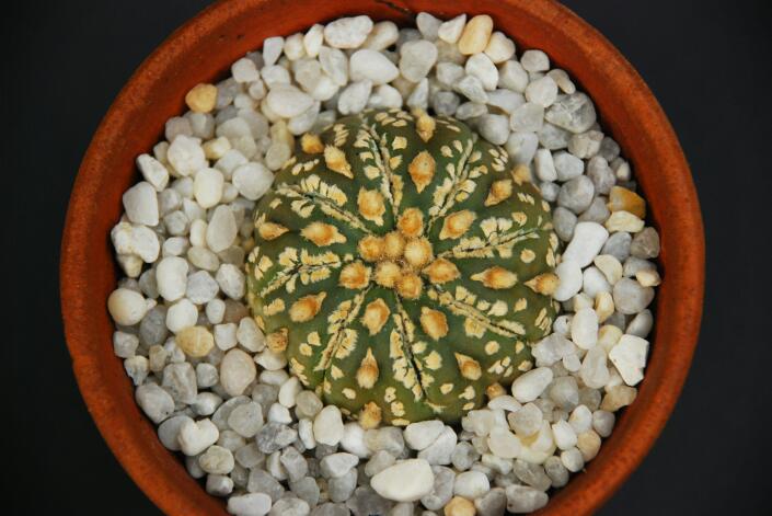 Astrophytum asterias cv. super kabuto 