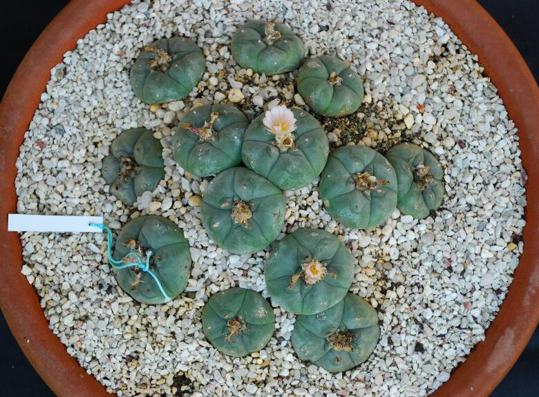 Lophophora williamsii 