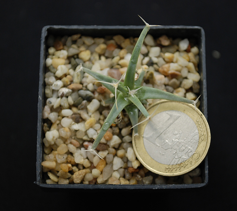 Leuchtenbergia principis 