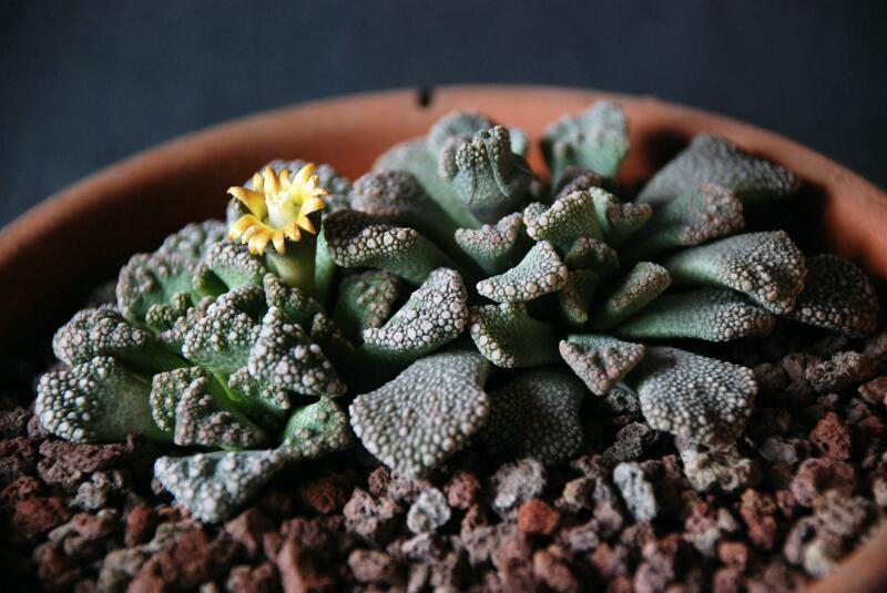 Titanopsis calcarea 