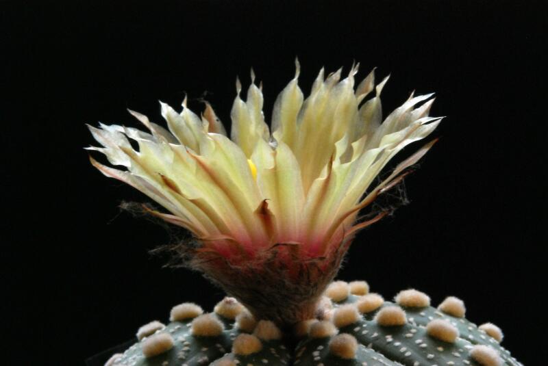 Astrophytum asterias 