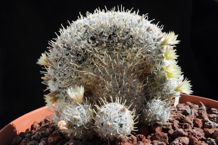 Mammillaria duwei f. cristata 